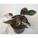 Philodendron Pink Princess  Ø 13/12  ( 25-35 )