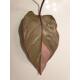 Philodendron Pink Princess  Ø 13/12  ( 25-35 )