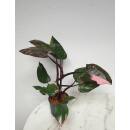 Philodendron Pink Princess  Ø 13/12  ( 40-50 )