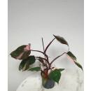 Philodendron Pink Princess  &Oslash; 13/12  ( 40-50 )