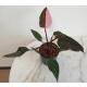 Philodendron Pink Princess  &Oslash; 13/12  ( 40-50 )