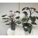 Philodendron Pink Princess  Ø 15/19  ( 50-60 )