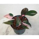 Philodendron Pink Princess  Ø 15/19  ( 50-60 )