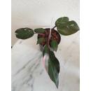 Philodendron Pink Princess  Ø 15/19  ( 50-60 )