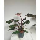 Philodendron Pink Princess  Ø 15/19  ( 50-60 )