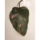 Philodendron Pink Princess  Ø 15/19  ( 50-60 )