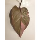 Philodendron Pink Princess  Ø 15/19  ( 50-60 )