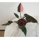 Philodendron Pink Princess  Ø 15/19  ( 50-60 )