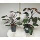 Philodendron Pink Princess  Ø 15/19  ( 50-60 )