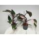 Philodendron Pink Princess  Ø 15/19  ( 50-60 )