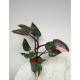 Philodendron Pink Princess  Ø 15/19  ( 50-60 )