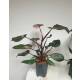 Philodendron Pink Princess  Ø 15/19  ( 50-60 )