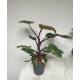 Philodendron Pink Princess  Ø 15/19  ( 50-60 )