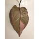 Philodendron Pink Princess  Ø 15/19  ( 50-60 )