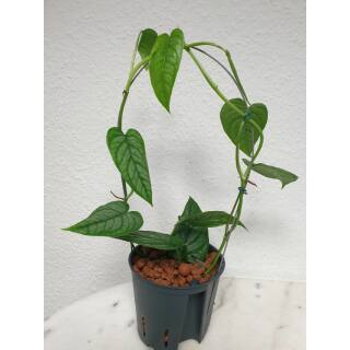 Philodendron Siltepecana  Ø 13/12 Bogen ( 25-35 )