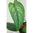 Philodendron Siltepecana  Ø 13/12 Bogen ( 25-35 )