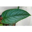 Philodendron Siltepecana  Ø 13/12 Bogen ( 25-35 )