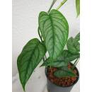 Philodendron Siltepecana  Ø 13/12 Bogen ( 25-35 )