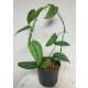 Philodendron Siltepecana  Ø 13/12 Bogen ( 25-35 )