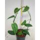 Philodendron Siltepecana  Ø 13/12 Bogen ( 25-35 )