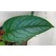 Philodendron Siltepecana  Ø 13/12 Bogen ( 25-35 )