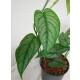 Philodendron Siltepecana  Ø 13/12 Bogen ( 25-35 )