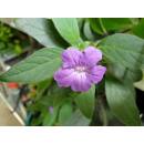 Ruellia squarrosa - Wilde Mexikanische Petunie  Ø...