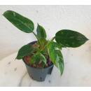 Philodendron White Princess  Ø 13/12  ( 20-30 )