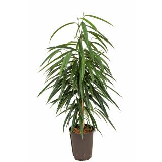 Ficus longifolia Alii  100-120, 18-19