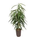 Ficus longifolia Alii  100-120, 18-19