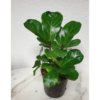 Ficus lyrata bambino  Busch  ( Ø 13/12 ) - Geigenfeige oder Geigenkasten Ficus