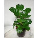 Ficus lyrata bambino  Busch  ( Ø 13/12 ) 30-40 - Geigenfeige oder Geigenkasten Ficus