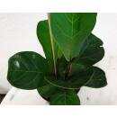 Ficus lyrata bambino  Busch  ( Ø 13/12 ) 30-40 - Geigenfeige oder Geigenkasten Ficus