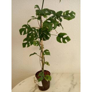 Rhaphidophora tetrasperma - Zwerg-Monstera (60-80 cm, 2 pp, Ø 13/12 )
