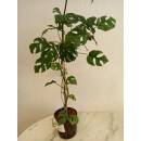 Rhaphidophora tetrasperma - Zwerg-Monstera (60-80 cm, 2 pp, Ø 13/12 )