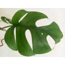 Rhaphidophora tetrasperma - Zwerg-Monstera (60-80 cm, 2 pp, Ø 13/12 )