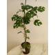 Rhaphidophora tetrasperma - Zwerg-Monstera (60-80 cm, 2 pp, Ø 13/12 )