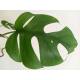 Rhaphidophora tetrasperma - Zwerg-Monstera (60-80 cm, 2 pp, Ø 13/12 )