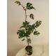 Rhaphidophora tetrasperma - Zwerg-Monstera (60-80 cm, 2 pp, Ø 13/12 )