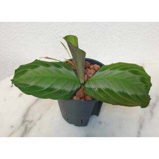 Maranta Leuconeura Silver Band (BIG)  ( Ø 13/12 )