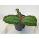 Maranta Leuconeura Silver Band (BIG)  ( Ø 13/12 )