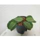 Maranta Leuconeura Silver Band (BIG)  ( Ø 13/12 )