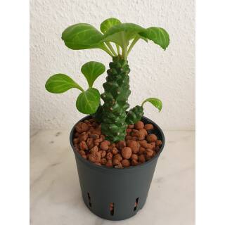 Monadenium ritchiei - Euphorbiacea  Ø 13/12  ( 25-30 )