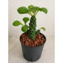 Monadenium ritchiei - Euphorbiacea  Ø 13/12  ( 25-30 )