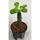 Monadenium ritchiei - Euphorbiacea  Ø 13/12  ( 25-30 )