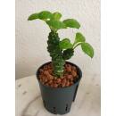 Monadenium ritchiei - Euphorbiacea  Ø 13/12  ( 25-30 )