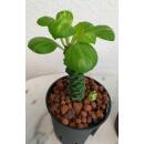 Monadenium ritchiei - Euphorbiacea  Ø 13/12  ( 25-30 )