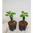 Monadenium ritchiei - Euphorbiacea  Ø 13/12  ( 25-30 )