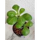Monadenium ritchiei - Euphorbiacea  Ø 13/12  ( 25-30 )