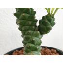 Monadenium ritchiei - Euphorbiacea  Ø 13/12  ( 25-30 )